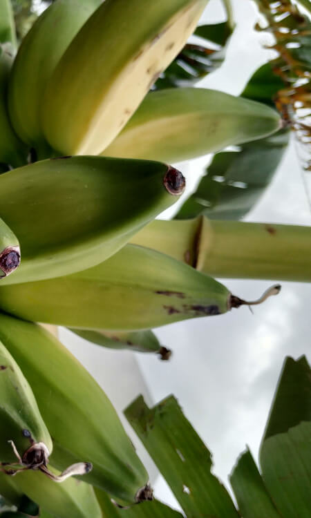 plátanos en el árbol