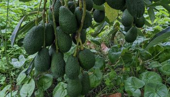 aguacates minis