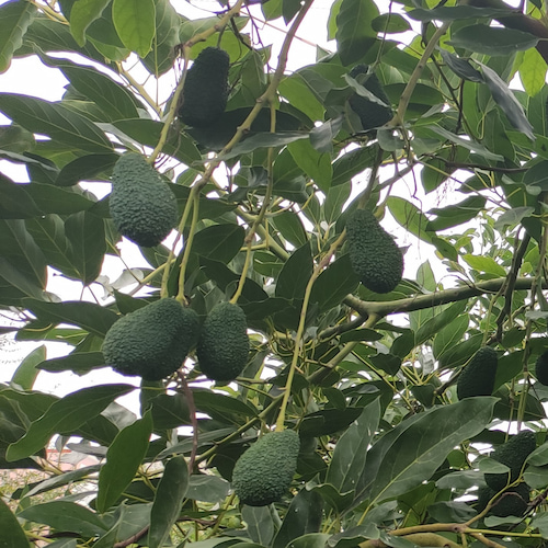aguacates en el árbol