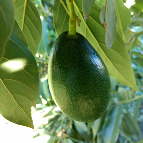aguacate Bacon