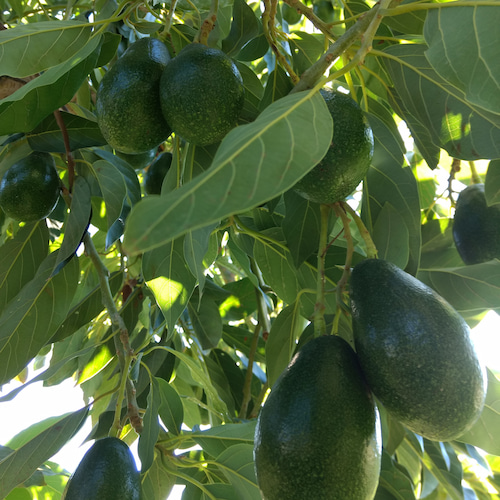 aguacates Bacon en el árbol