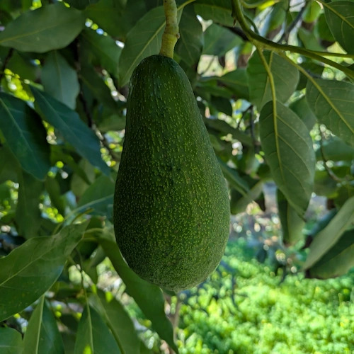detalle de aguacate Fuerte que es más alargado que un Hass.