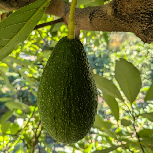 aguacate Fuerte enganchado al pedúnculo de la rama