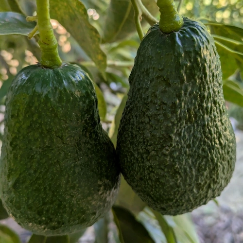 detalle de aguacate Lamb Hass más achatado que el Hass.