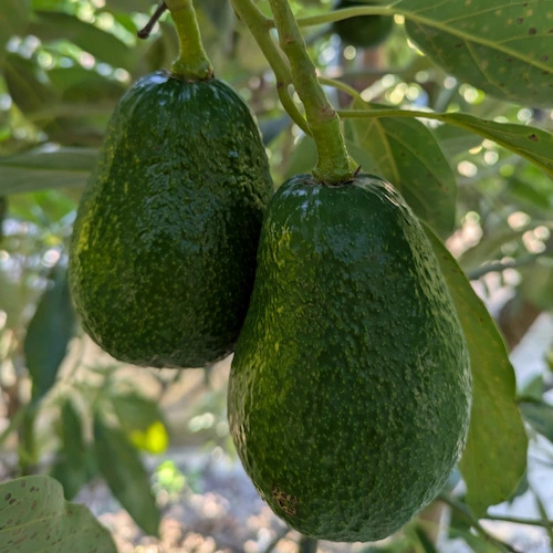 aguacate Lamb Hass enganchado al pedúnculo de la rama