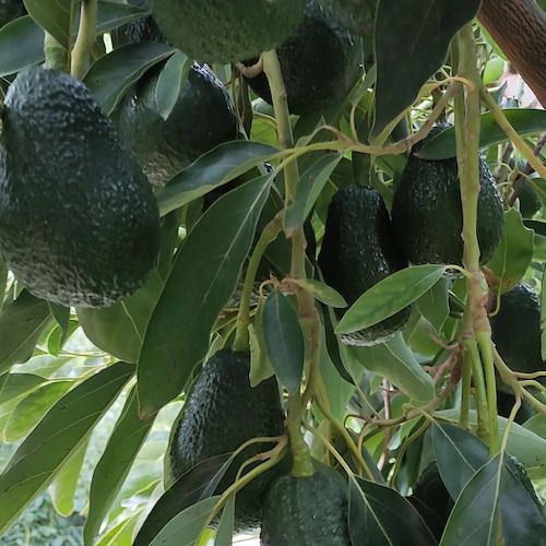 rama cargada de aguacates Lamb Hass