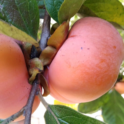 pareja de caquis madurados en el árbol