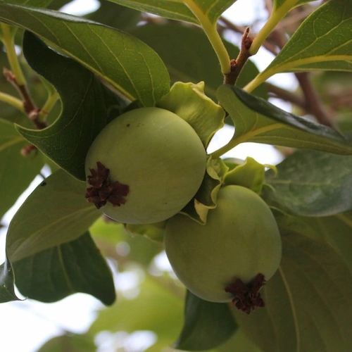 caquis verdes en árbol