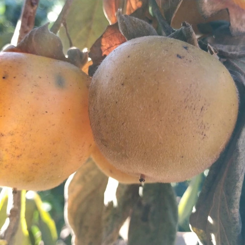 caquis antiguos maduros más de cerca