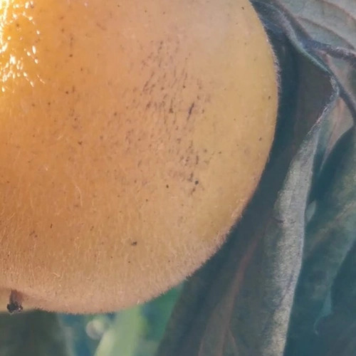 caqui maduro detalle pelusilla