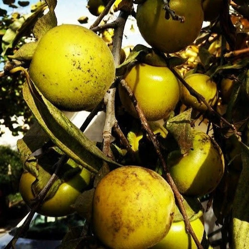 caquis antiguos que estan todavía pendientes de madurar