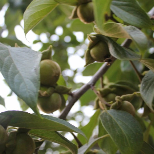 caquis antiguos que solo tiene 1 o 2 semanas de formación