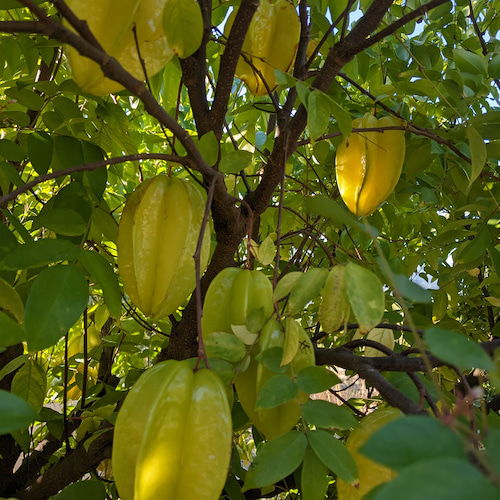 árbol lleno de carambolas