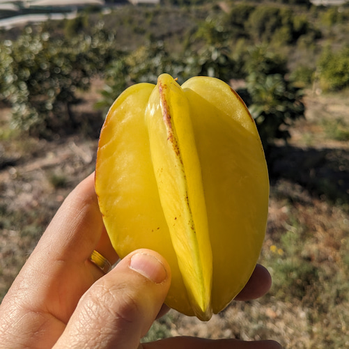 fruta de la carambola de tamaño mediano