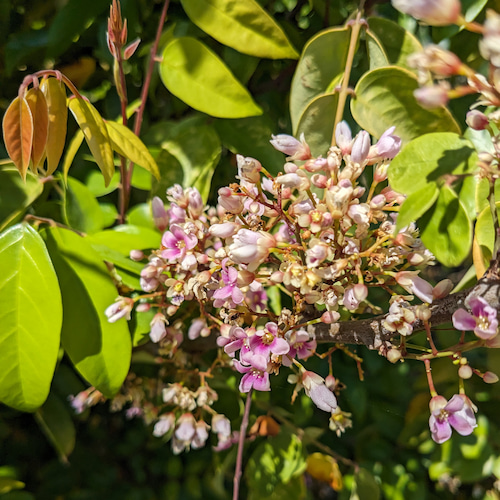 detalle de flor de carambola