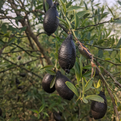 caviar cítrico en el árbol