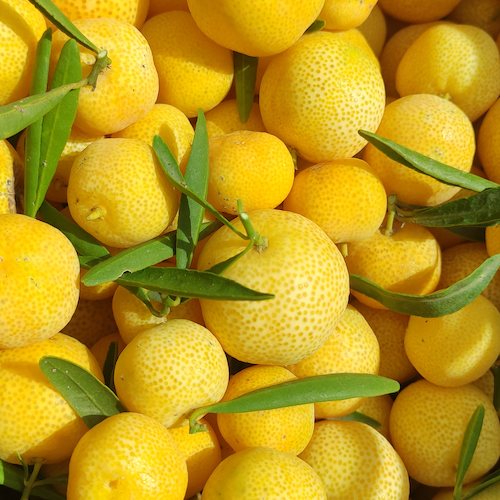 caviar cítrico de naranja recién recolectado