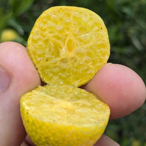 caviar cítrico de naranja cortado por la mitad