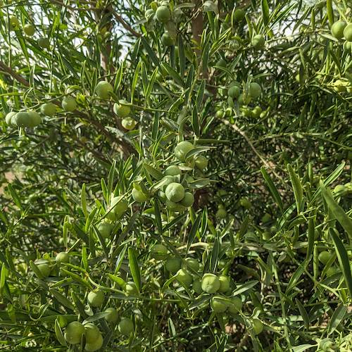 caviar cítrico de naranja verde en el árbol