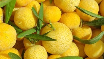 caviar cítrico de naranja en el arbol