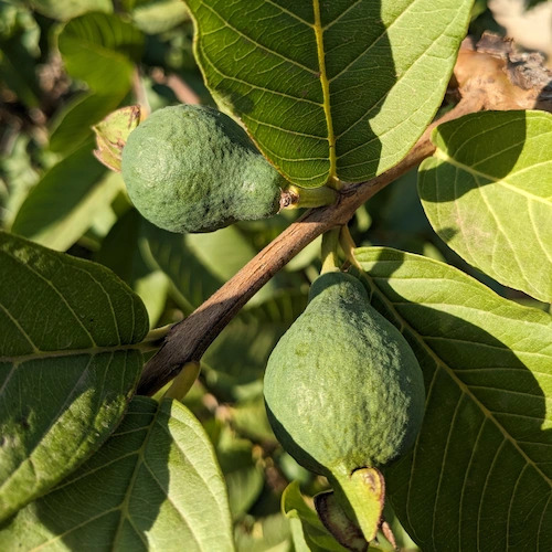 guayaba amarilla en árbol para recoger en breve