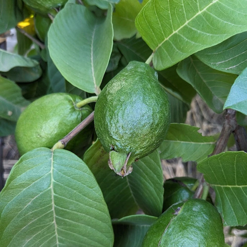 guayaba rosa verde en árbol