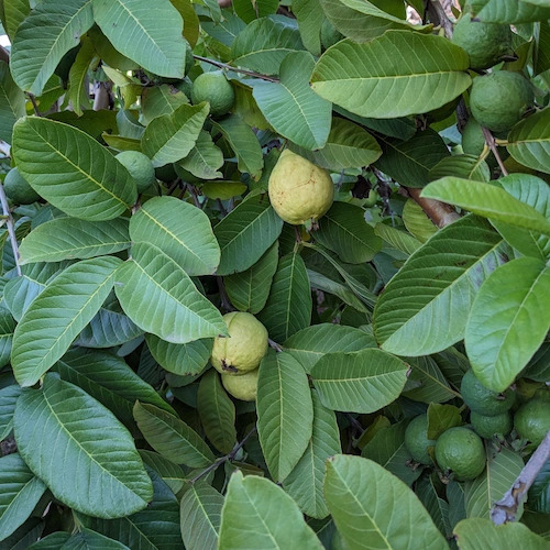 guayaba limón madurando en árbol