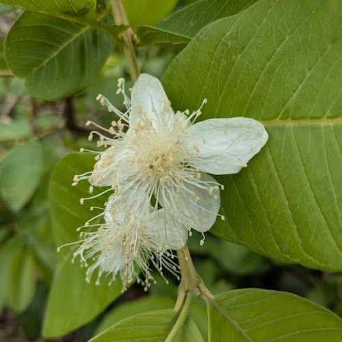 flor de guayaba de cerca