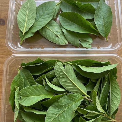 hojas frescas de guayaba cuidadosamente preparadas en la caja de cartón para envío a domicilio