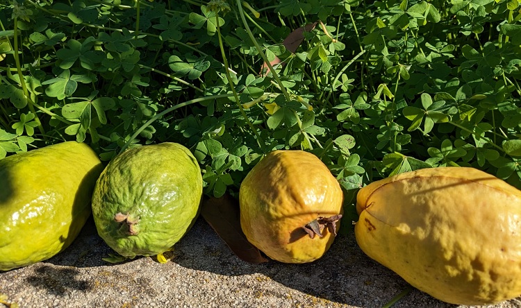 fruta de la guayaba recién recolectada