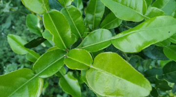 detalle de lima hoja verde en kaffir