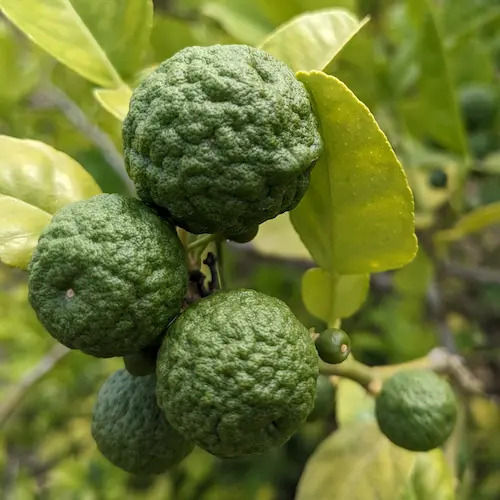 lima kaffir en la rama