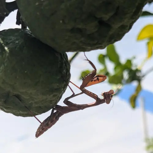 mantis religiosa sobre kaffir