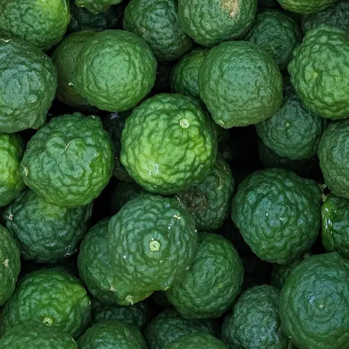 lima kaffir recién recolectadas