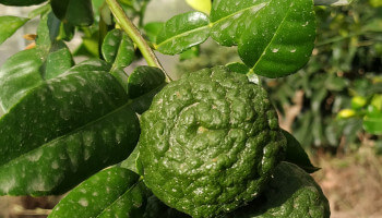 detalle de lima kaffir