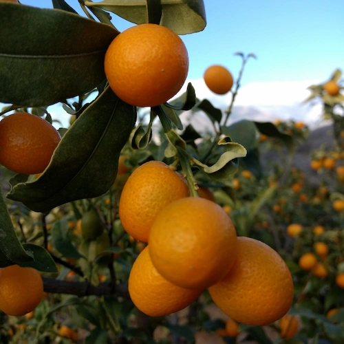 kumquats en rama