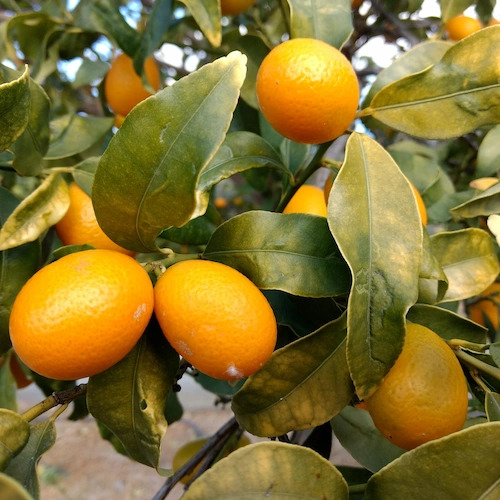 kumquats en árbol pendientes de recogida