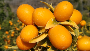 kumquats en el árbol