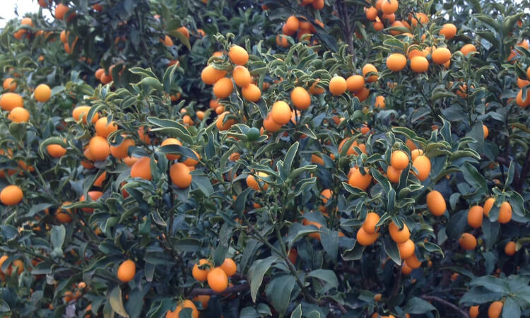 kumquats en el árbol