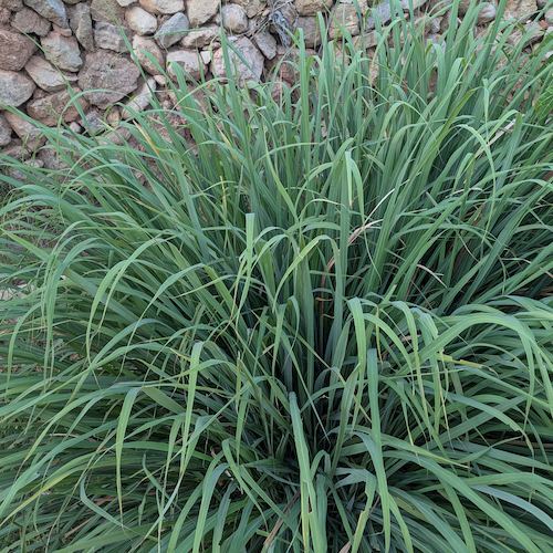 planta de lemon grass o citronela en el campo de Callosa d'en Sarrià