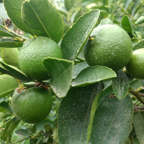 limas en una rama