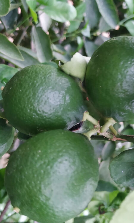 limas en el árbol