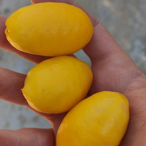 limequats sobre la mano