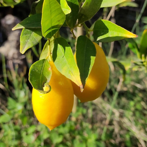 3 limequats en rama
