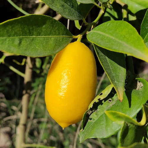 1 limequat en el árbol