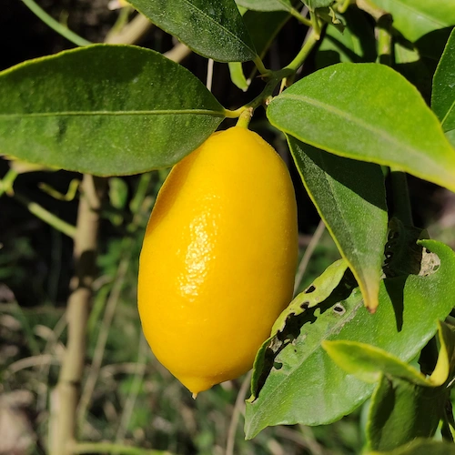 1 limequat en el árbol