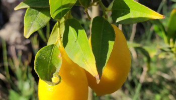 limequats en el árbol