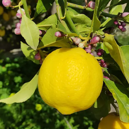 limón en árbol rodeado de flores