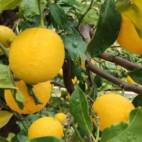 limones en la rama tras la lluvia