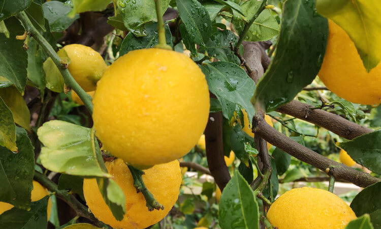limones recién recolectados